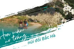 Hoa mận nở trắng núi đồi Bắc Hà