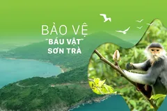 Bảo vệ 'báu vật' Sơn Trà