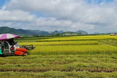 Cánh đồng chưa “bay” - Manh mún, nhỏ lẻ và tự phát