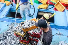 Quảng Ngãi: Ngư dân 'hối hả' bán cá chạy bão Trami