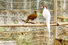 Nuôi động vật hoang dã cần tuân thủ pháp luật