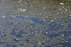 Huế: Tìm nguyên nhân cá chết nổi trắng mặt nước