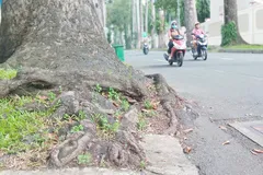 Rễ một cây xanh trên đường Huyền Trân Công Chúa (phường Bến Thành, TPHCM) trồi lên, lấn ra đường đi. Ảnh: MINH HẢI