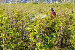 Thủ phủ mai tết miền Trung vào cảnh trắng tay