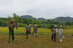 Các tỉnh Bắc Trung bộ 'cấp tập' ứng phó siêu bão Kajiki