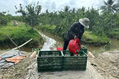 ĐBSCL: Cam sành giảm chỉ còn 1.000 đồng một kg