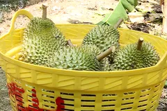 Sầu riêng cuối vụ giảm sâu