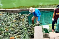 Khóm Đồng Tháp Mười trúng giá giữa mùa lũ