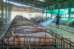 ĐBSCL chủ động bảo đảm nguồn cung thịt lợn cho thị trường Tết Bính Ngọ 2026