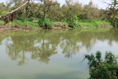 Hỗ trợ nông dân phục hồi cây trồng sau ngập úng