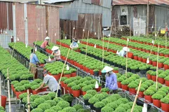 Hơn 1.000 giống hoa tại Festival Hoa - Kiểng Sa Đéc 2025 