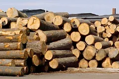 Mỗi năm nhập khẩu gỗ từ Trung Quốc khoảng 1 tỷ USD