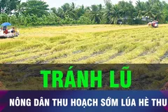 18 GIỜ HÔM NAY: Nông dân ĐBSCL chạy đua thu hoạch lúa hè thu