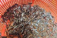 TPHCM: Tái diễn nạn rải đinh trên Quốc lộ 1K