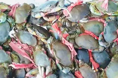 Ngày hội cua Cà Mau lần đầu được tổ chức tại TPHCM