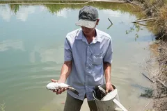 Cá bống tượng bị chết quanh khu bơm cát thi công dự án Cảng hàng không Cà Mau