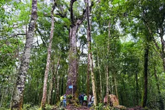 Cư dân sinh sống tại VQG Bidoup - Núi Bà và các đơn vị quản lý chung tay giữ gìn quần thể thông 2 lá dẹt quý hiếm