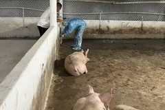 Cán bộ thú y lấy mẫu kiểm tra tại cơ sở chăn nuôi heo trên địa bàn TP Đồng Nai. Ảnh: CTV