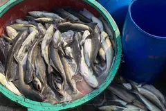 Tìm nguyên nhân khiến cá nuôi lồng bè ở Lý Sơn chết hàng loạt