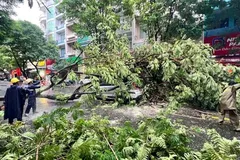 Cây ngã đổ tại TPHCM sau những đợt mưa vừa qua