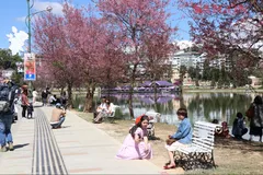 Đà Lạt: Lễ hội hoa Mai anh đào sẽ kéo dài 1 tháng