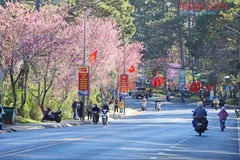 Sắc mai anh đào 'nhuộm hồng' Đà Lạt