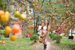 Đà Lạt ngập sắc cam mùa hồng chín