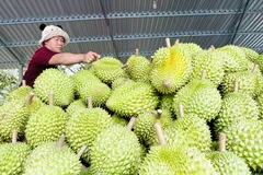 Thu hoạch sầu riêng xuất khẩu ở Tây Nguyên. Nguồn ảnh: BỘ NÔNG NGHIỆP VÀ MÔI TRƯỜNG