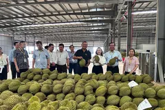Đoàn công tác của Bộ Nông nghiệp và Môi trường tham quan một cơ sở thu gom sầu riêng xuất khẩu ở tỉnh Đắk Lắk. Ảnh: VĂN GIANG