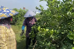 Mùa khô ở Nam bộ, trời sẽ giảm mưa, tăng nắng. Ảnh minh họa: PHÚC HẬU