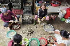 Nghề tách ruột hàu bên dòng Nhật Lệ