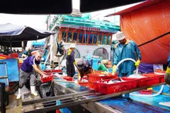 Ngư dân miền Trung trúng 'lộc biển' đầu năm