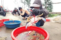 Ngư dân gỡ ghẹ và cá mắc trong lưới sau khi vào bờ