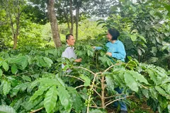 Vợ chồng anh Phan Hồng Phong đưa hương vị cà phê Arabica trồng ở đồi Pun, xã Hướng Phùng, tỉnh Quảng Trị ra thế giới