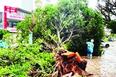 Bão số 1 vào Quảng Ninh, gió giật cấp 11