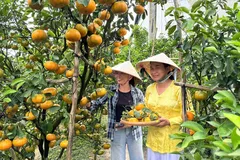 'Thủ phủ' quýt Lai Vung khoe sắc vàng 