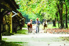 Giá trị của huyết thanh ngựa Suối Dầu