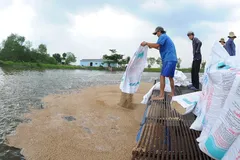 4 điều kiện về nuôi, chế biến và xuất khẩu cá tra