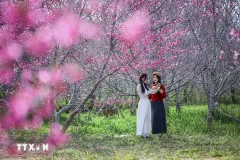 Hoa anh đào nở rộ trên đỉnh Pá Khoang 