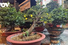 Mai, quất. bưởi bắt đầu xuống phố TPHCM