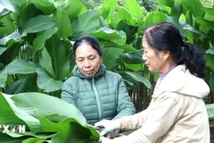 Hành trình 'xuất ngoại' của lá dong Hồng Châu