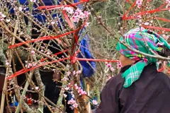 Hoa đào, hoa mận bung nở trên cung đường Tây Bắc