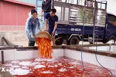 Khu vực bể chứa cá chép đỏ tại làng Thủy Trầm được thay nước thường xuyên, bảo đảm môi trường sạch cho cá sinh trưởng. (Ảnh: Tạ Toàn/TTXVN) 