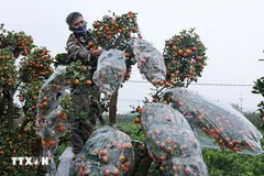 Sắc vàng tại làng nghề truyền thống quất cảnh Mễ Sở