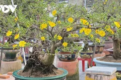 Những gốc mai vàng ra phố không chỉ mang giá trị kinh tế cho nhà vườn mà còn góp phần làm cho không khí xuân thêm tươi vui, rộn ràng.