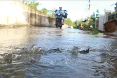 Nam bộ xuất hiện triều cường trong dịp Tết