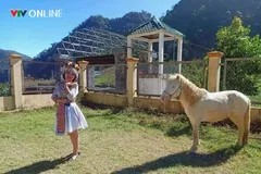 Việc bảo tồn giống ngựa bản địa không chỉ có ý nghĩa khoa học mà còn góp phần tạo điểm nhấn văn hóa – du lịch. Ảnh: Phan Ngọc.