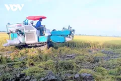 Vụ lúa hè thu sắp tới ĐBSCL sẽ cần nhiều lượng phân bón