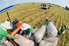Ngành lúa gạo 'cất cánh' sau 2 năm triển khai đề án 1 triệu ha lúa chất lượng cao