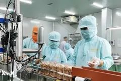 Đóng gói nhân điều xuất khẩu tại Công ty LAFOOCO. (Ảnh: Minh Hưng/TTXVN) 